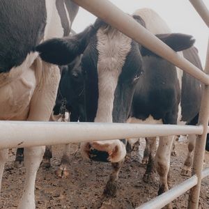 Meet your Posher, Kellena